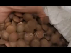 زيت بذور الساشا إنشي